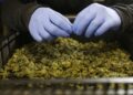 North Carolina Moves to Set Minimum Age for Hemp and Kratom Sales