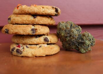 Marijuana Munchies Aren’t Just for Humans: Animals Get Them Too, International Study Finds