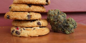 Marijuana Munchies Aren’t Just for Humans: Animals Get Them Too, International Study Finds