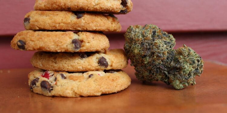 Marijuana Munchies Aren’t Just for Humans: Animals Get Them Too, International Study Finds