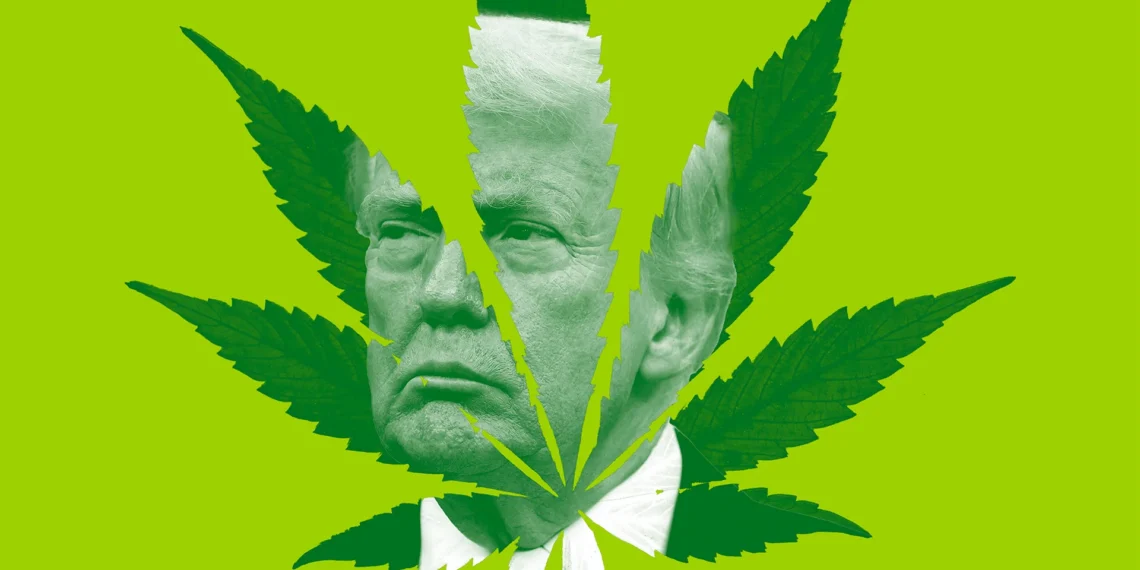 Democrats Push for Marijuana Clemency: A Cultural Flashpoint in Trump’s Final Days