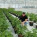 Glass House Set To Begin Trading On NYSE