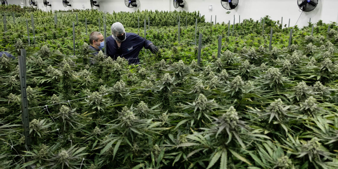 Virginia’s Legal Weed Era Nears: What the DMV Region Should Expect by 2026