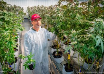 Massachusetts Faces Cannabis Legalization Repeal Battle Ahead of November Ballot