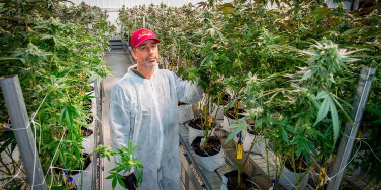 Massachusetts Faces Cannabis Legalization Repeal Battle Ahead of November Ballot