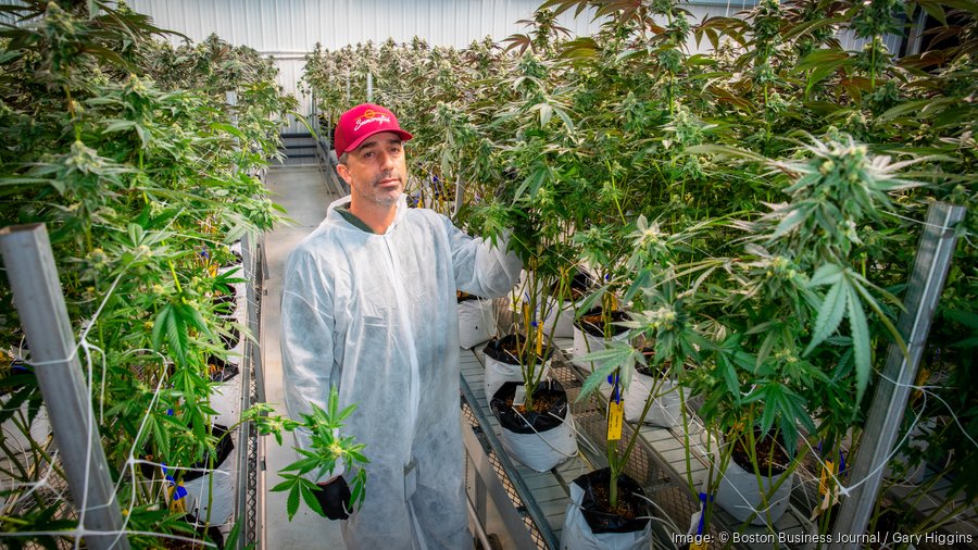 Massachusetts Faces Cannabis Legalization Repeal Battle Ahead of November Ballot