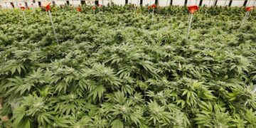 Two major manufacturers in California announce layoffs