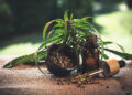 Cannabis and Cancer: What Does Science Really Say?