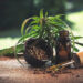Cannabis and Cancer: What Does Science Really Say?