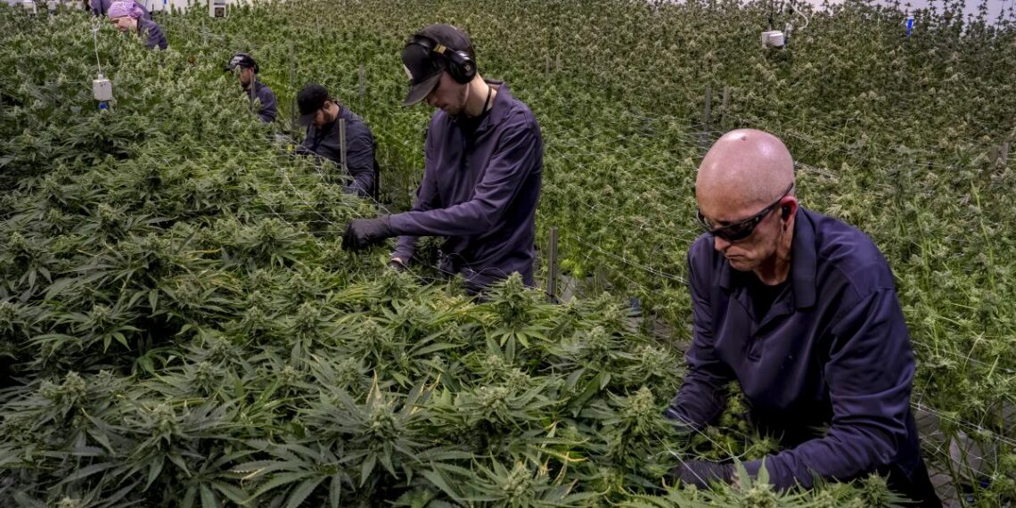 Michigan Lawmaker Pushes to Repeal Controversial Cannabis Excise Tax Amid Store Closures
