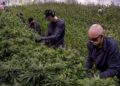 Michigan Lawmaker Pushes to Repeal Controversial Cannabis Excise Tax Amid Store Closures