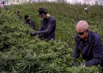 Michigan Lawmaker Pushes to Repeal Controversial Cannabis Excise Tax Amid Store Closures