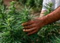 Texas banned hemp with THC and people are not happy
