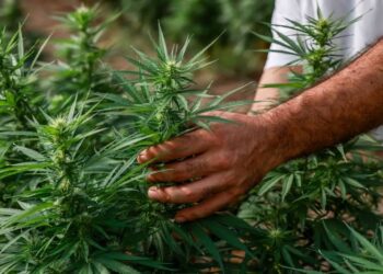 Texas banned hemp with THC and people are not happy