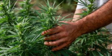 Texas banned hemp with THC and people are not happy