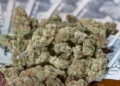 Up in Smoke: The $31.8 Million Marijuana Tax Dispute and Its Ripple Effects