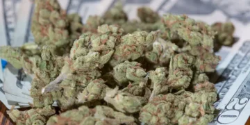 Up in Smoke: The $31.8 Million Marijuana Tax Dispute and Its Ripple Effects