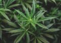 For medical marijuana needs, people are turning to alternative cannabinoids