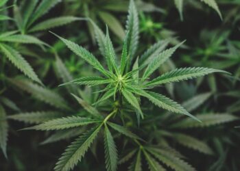 For medical marijuana needs, people are turning to alternative cannabinoids