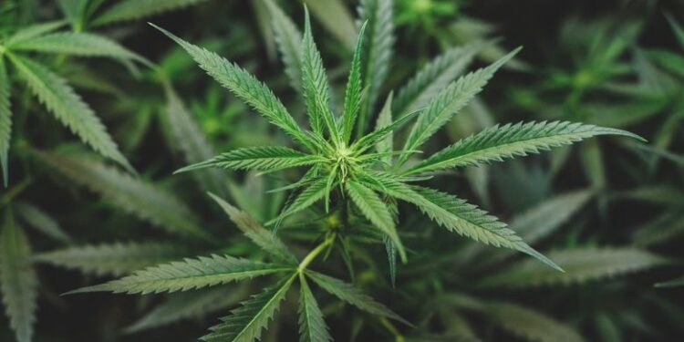 For medical marijuana needs, people are turning to alternative cannabinoids