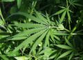 Trump delays Hemp THC Ban