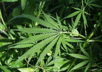Trump delays Hemp THC Ban