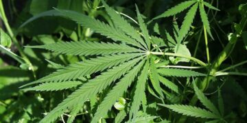 Trump delays Hemp THC Ban