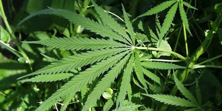 Trump delays Hemp THC Ban