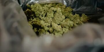 $20 million of weed seized in Oregon