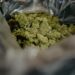 $20 million of weed seized in Oregon