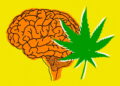 How Cannabis Can Trigger Sudden Panic: Unpacking New Brain Research