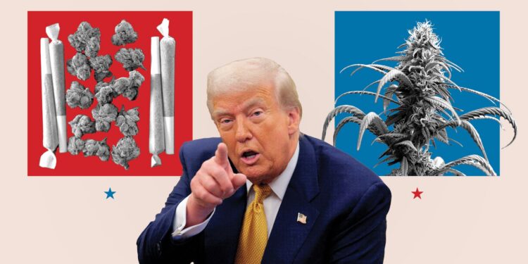 Trump’s Marijuana Rescheduling Delays Are Costing Him Support Among Cannabis Consumers
