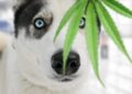 Maryland’s New Law Shields Veterinarians Recommending Medical Cannabis for Pets