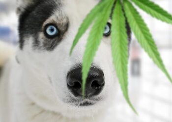 Maryland’s New Law Shields Veterinarians Recommending Medical Cannabis for Pets