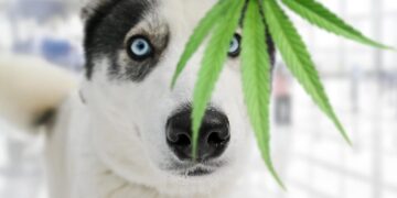 Maryland’s New Law Shields Veterinarians Recommending Medical Cannabis for Pets