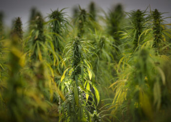 North Carolinians support legalized marijuana