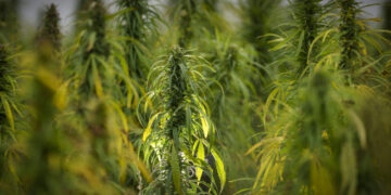 North Carolinians support legalized marijuana