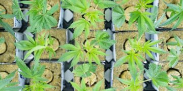 Aurora Cannabis Stock is blowing up