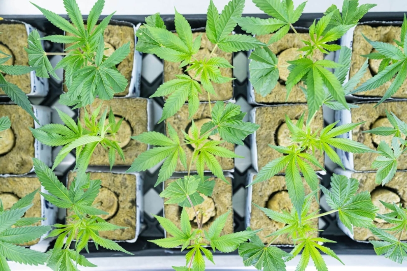 Aurora Cannabis Stock is blowing up
